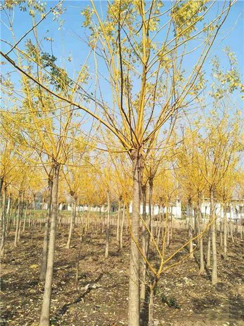 嫁接方法的影响