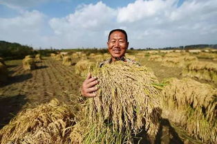谷子地里的草啊, 真是让人头疼