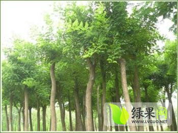 国槐怎么种