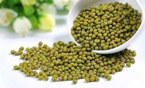绿豆优选留种技术：针对绿豆品种选育