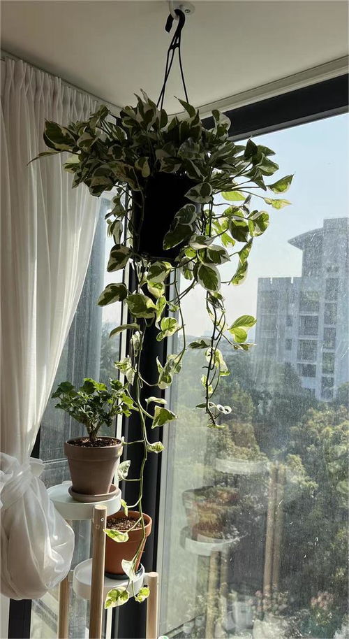 客厅养植物首选绿萝，易养又美观