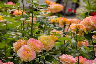 月季冬季修剪， 那些容易被忽略的小细节