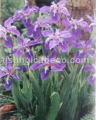 鸢尾：蓝蝴蝶的舞蹈