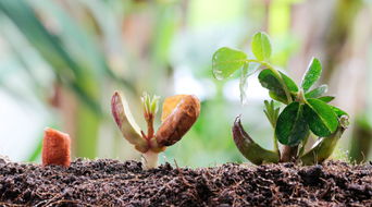 三、病虫害防治