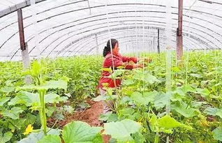 果树花期喷哪种农药会影响花呢？
