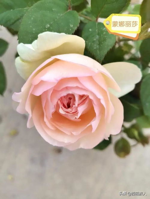 一、 海南的气候特点与月季花