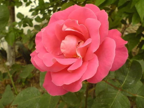 山茶花，日本传统名花