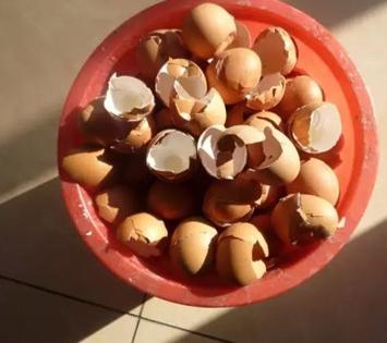 鸡蛋壳，小小的营养库