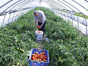 有些杀菌剂得小心用