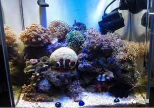 冬珊瑚水族箱种植，从选种到养护
