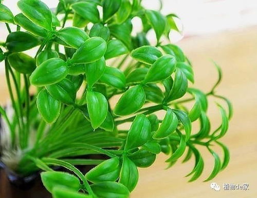 幸福树黄叶烂根，黄豆埋土法嫩省多少肥料钱？