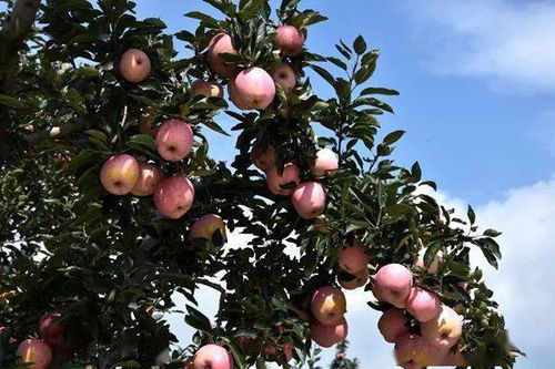 储存不当也凶险