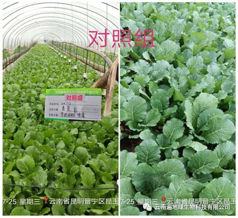 草木灰， 天然的驱虫剂