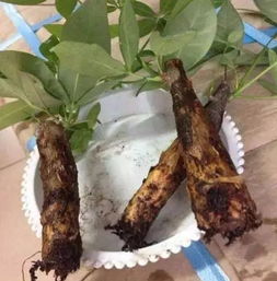 “符石菖蒲修根教程，附石种植技巧视频”