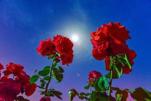 朦胧月光月季的花期是多久？