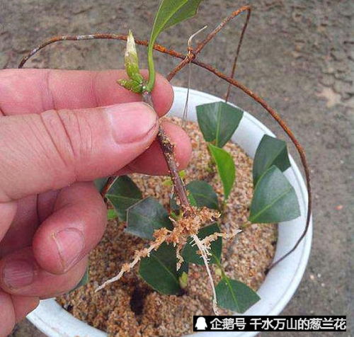 桅子花插枝技巧，如何让枝条快速生根