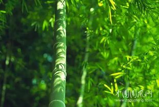 拓展疑问：扁竹莲嫩水培吗？