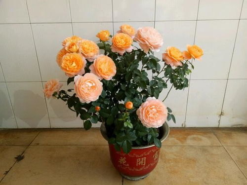 盆栽月季的浇水与施肥