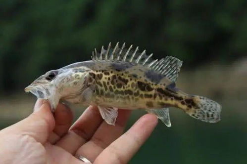 桂鱼能长到多少斤，能活多少年？