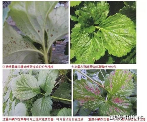 药剂选择：科学除草，保护草莓