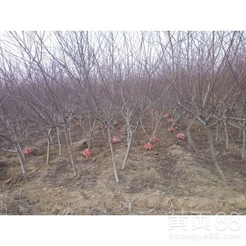 红叶碧桃与红花碧桃：一场色彩与生命的对话