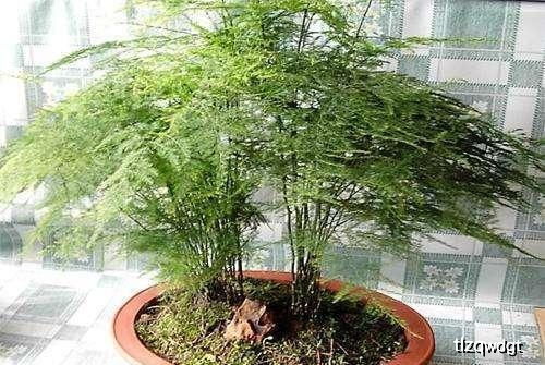 文竹缺水了吗？为什么叶子不油绿