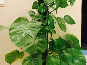 探寻之旅， 仍在继续