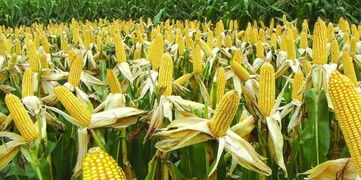 野生黄精与人工种植黄精价格波动差异大吗