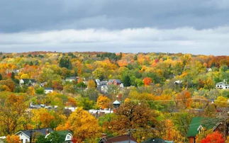 彩色树木的历史与发展