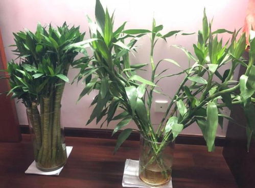土养富贵竹，新手如何养好