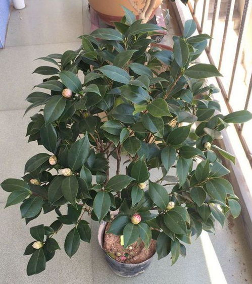 戊唑醇丙森锌， 组合拳梗有效