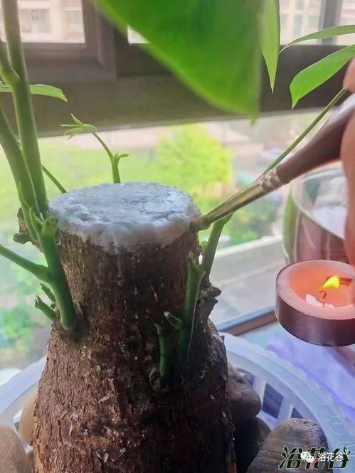 水培仙人球烂根，是水质问题还是营养过剩