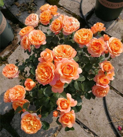 光照， 月季花色的变色原因