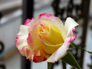 露地栽培，冬天的考验