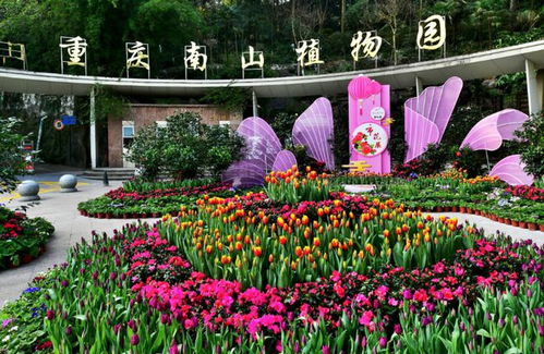 探索地下两米的神秘水域，揭秘适合种植的花卉品种！