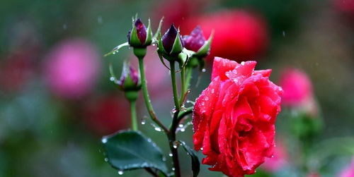 1.2 扦插繁殖：月季的“克隆术”