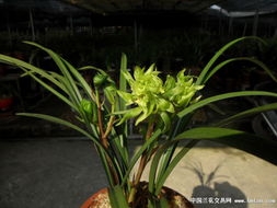 春兰大富贵开花时的浇水方法