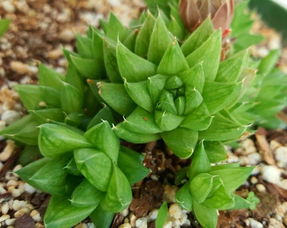 玉露养护经验分享