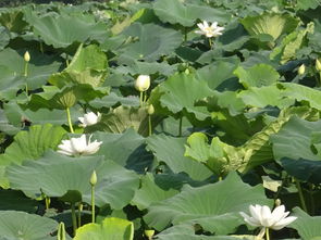 莲藕荷花的种植时间与荷花盛开的季节
