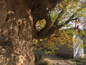 家庭情感的纽带