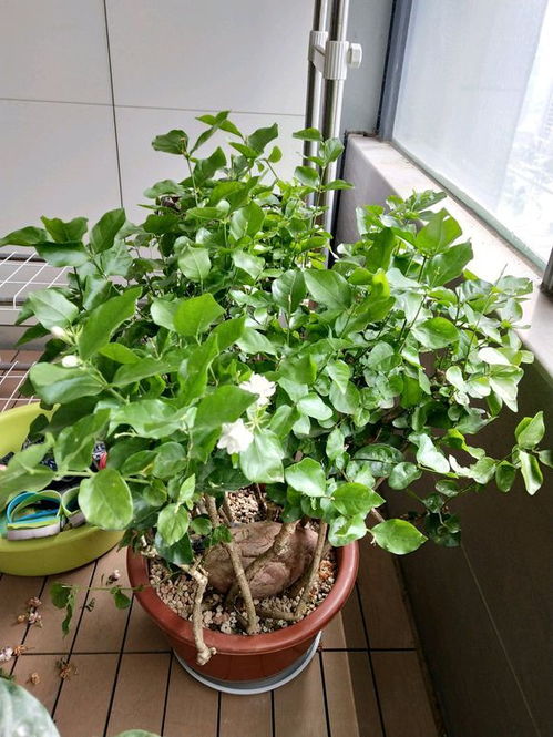 夏日花园蔫了？快来学学这些耐热花卉！