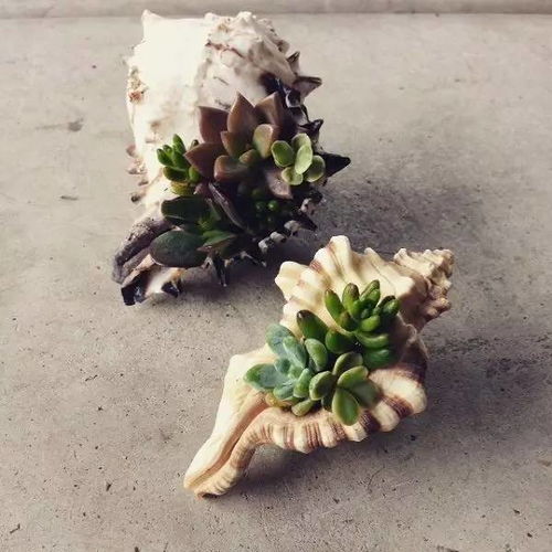 锦晃星花盆选深盆佳，打造爆款花卉新宠