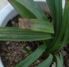 揭秘芙蓉花锈斑病之谜：如何预防与治理？