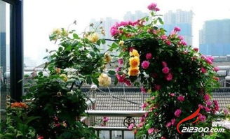 中国高等植物特有品种