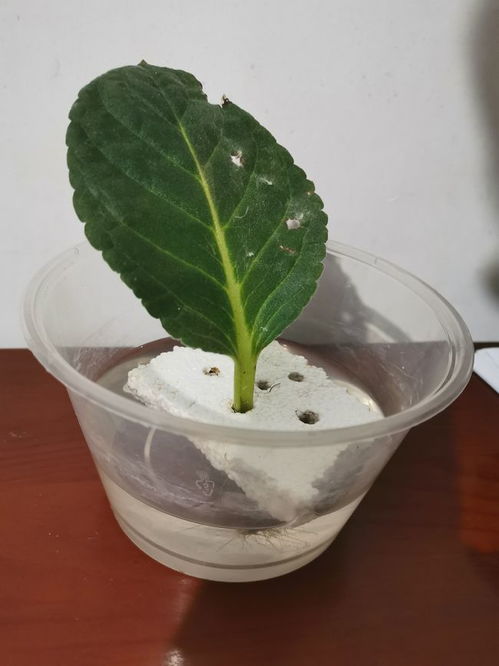 芙蓉花扦插哪种方法更快活，土培还是水培更适合芙蓉花的生长