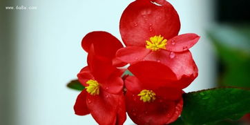 浇水， 这可是个大学问