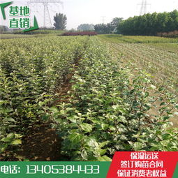 高价苗木，谁主沉浮