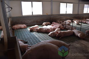 猪场保温通风设计：兼顾保暖与通风