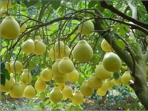 生物防治， 果园梗绿色