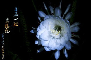 昙花何时绽放？